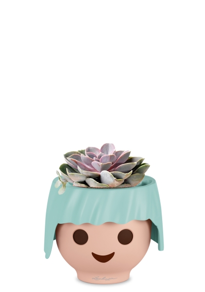 Эхеверия цветной микс 9/15 см в OJO