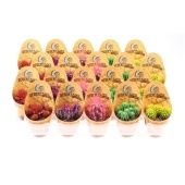 Кактусы микс d5.5 см h8 см тип 3