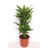 Драцена Голден Кост карусель d24 см h100 см