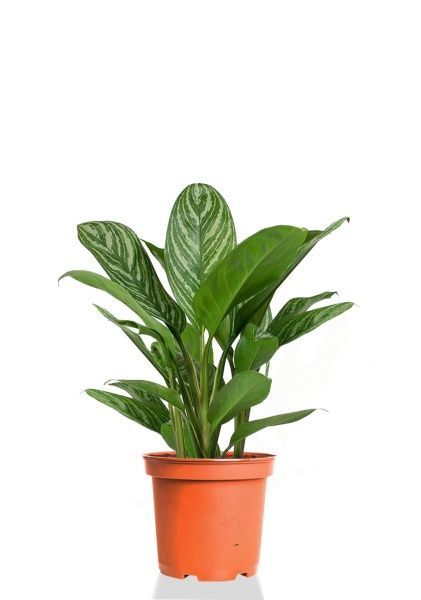 Аглаонема Страйп 12/35 см Аглаонема Страйп 12/35 см