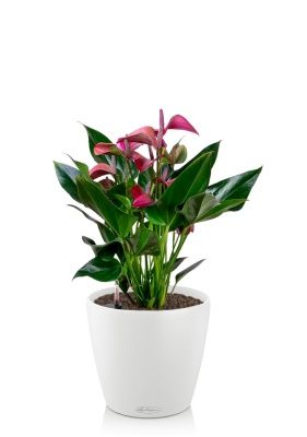 Антуриум Андрианум пурпурный 17/55 см в CLASSICO 18, белый