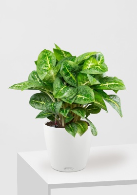 Аглаонема Лемон Минт 19/50 см в CLASSICO COLOR 28, белый Аглаонема Лемон Минт 19/50 см в CLASSICO COLOR 28, белый