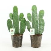 Опунция Rubescens Consolea d13 см h35 см тип 4