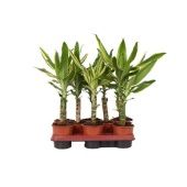 Драцена Голден Кост 1 ствол d11 см h35 см тип 1