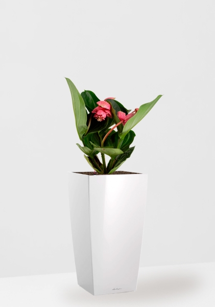 Мединилла 17/55 см в CUBICO 22