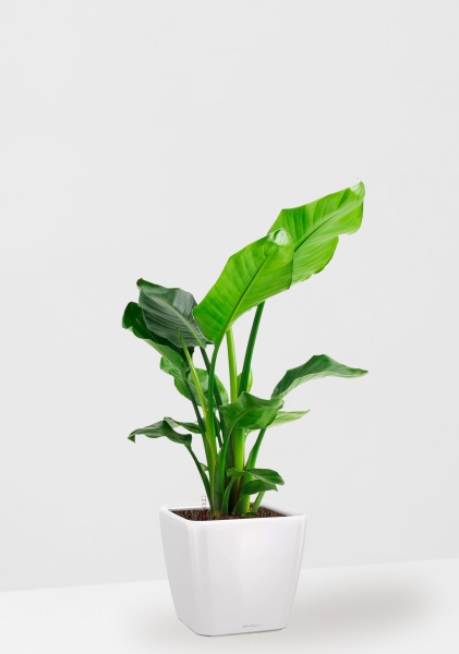 Стрелиция Николай 17/60 в QUADRO 21