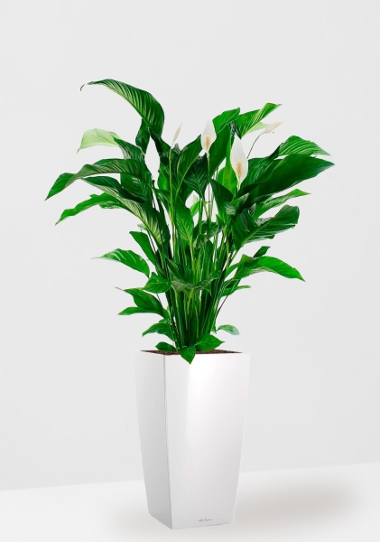 Спатифиллум Свит 24/110 см в CUBICO 30 Спатифиллум Свит 24/110 см в CUBICO 30