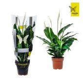 Спатифиллум Unico Cupido 5+ цветов d13 см h50 см Спатифиллум Unico Cupido 5+ цветов d13 см h50 см