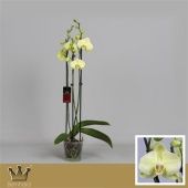 Фаленопсис 3 ствола Royal Yellow 20+ (bernhard) d12 см h60 см