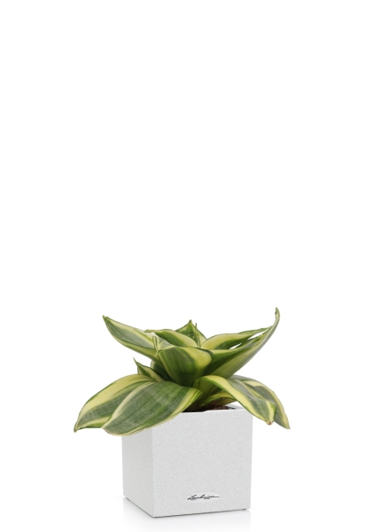 Сансевиерия Голден Ханни 6/15 см в CANTO STONE 14 Сансевиерия Голден Ханни 6/15 см в CANTO STONE 14