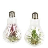 Тилландсия Glas Lamp Small d8.5 см h13 см