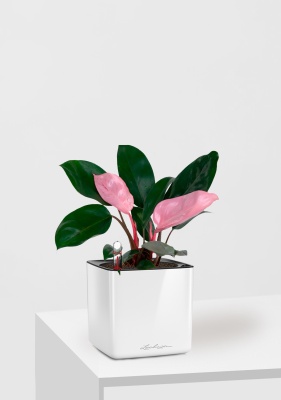 Филодендрон Пинк Принс 12/25 см в CUBE GLOSSY 14