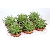 Эхеверия агавовидная Ebony d12 см h18 см Эхеверия агавовидная Ebony d12 см h18 см