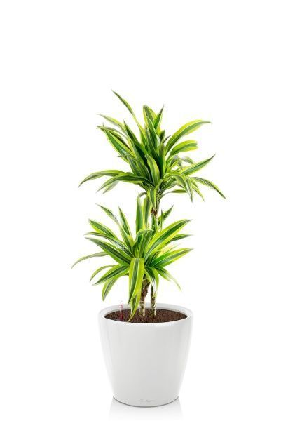 Драцена Лемон Лайм 2 ствола 19/90 см в CLASSICO LS 28