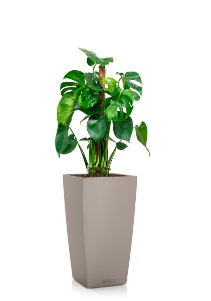 Монстера Делициоза 19/90 см в CUBICO COLOR 22