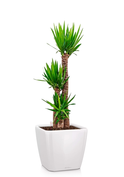 Юкка 3 ствола 31/160 см в QUADRO LS 43