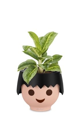 Аглаонема Лемон Минт в OjO, черный