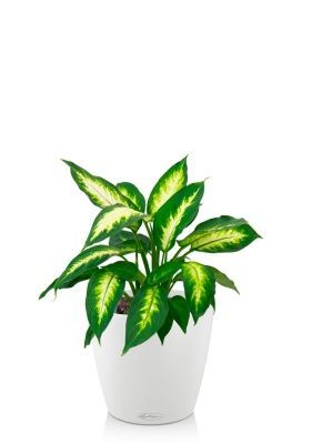 Диффенбахия Камилла 12/40 см в CLASSICO COLOR 18, белый