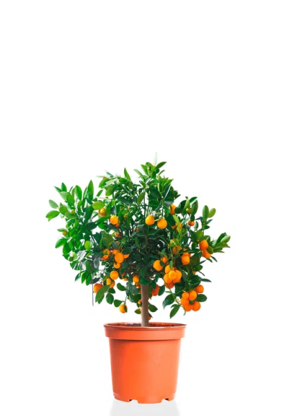 Цитрус Каламондин 19/60 см