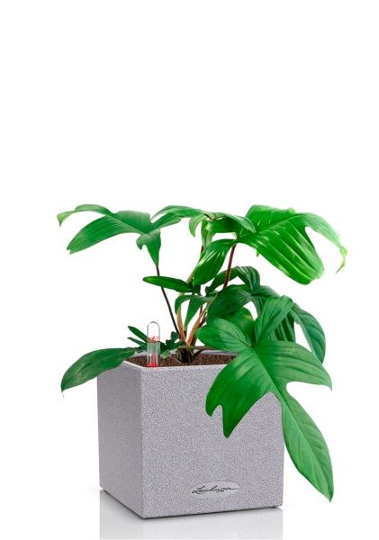 Филодендрон Флорида Грин 12/25 см в CANTO STONE 14