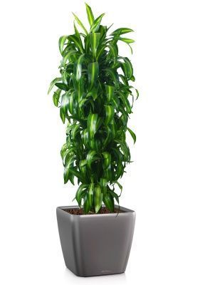 Драцена Гавайская 27/190 см в QUADRO LS 43, антрацитовый металлик