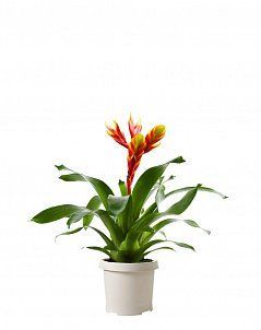 Вриезия Карли оранжевая 12/45 см