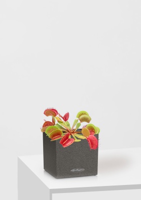 Венерина мухоловка 10 см в CANTO STONE 14