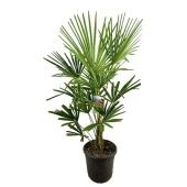 Трахикарпус Форчуна d30 см h150 см тип 1