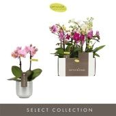 Фаленопсис 2 ствола Mix 10+ In Christmas Ceramic d7 см h25 см