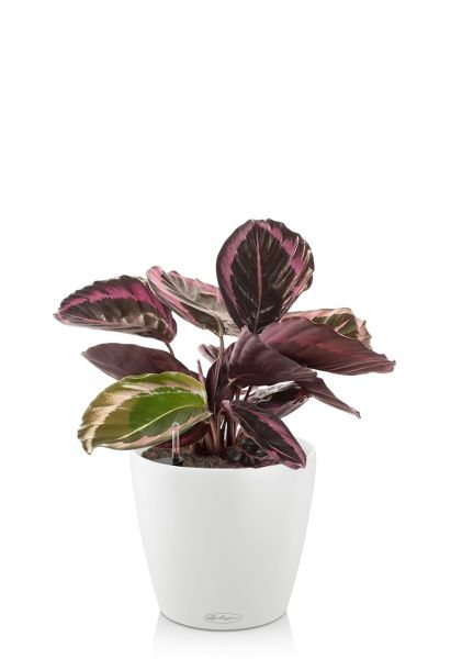 Калатея Розеопикта 15/40 см в CLASSICO 18 Калатея Розеопикта 15/40 см в CLASSICO 18