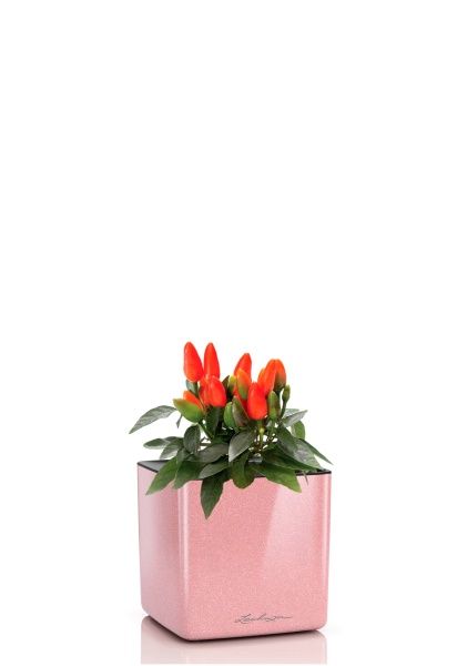 Капсикум микс 10/25 в CUBE GLOSSY KISS 14 Капсикум микс 10/25 в CUBE GLOSSY KISS 14