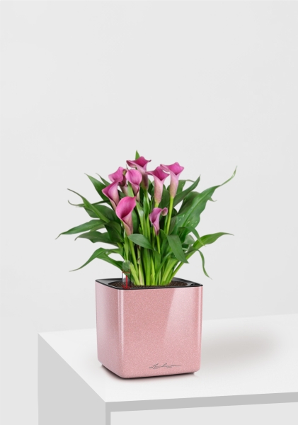 Калла микс 12/35 см в CUBE GLOSSY KISS 14