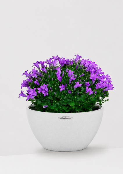 Колокольчики в CUBETO Stone 30х13 см Колокольчики в CUBETO Stone 30х13 см