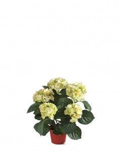 Гортензия куст кремово-зелёный в горшке