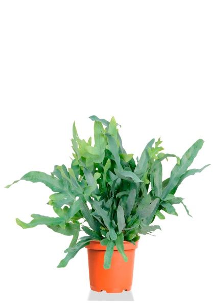 Флебодиум 24/55 см