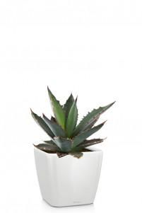 Агава QUADRO LS 21/30 см Белый блестящий