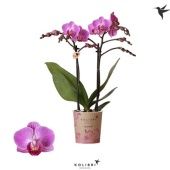 Фаленопсис 2 ствола Vienna 22+ (ok) d9 см h40 см