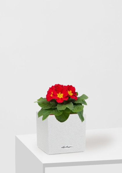 Примула 12/30 см в CANTO STONE 14 Примула 12/30 см в CANTO STONE 14