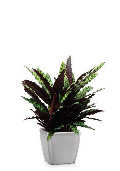 Калатея Лансифолия 30/80 см в QUADRO LS 43