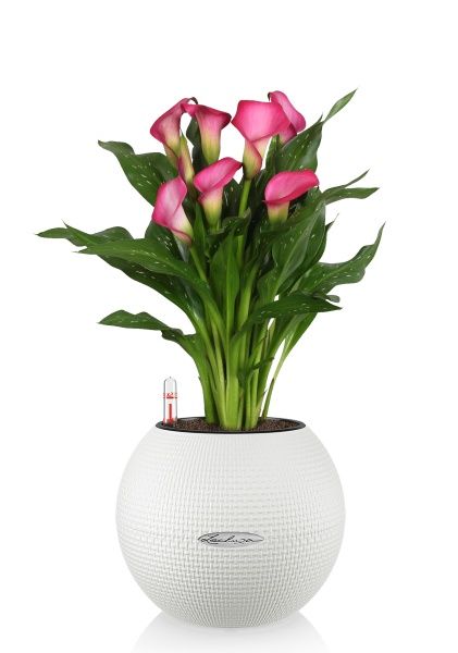 Калла подарочная в PURO 20