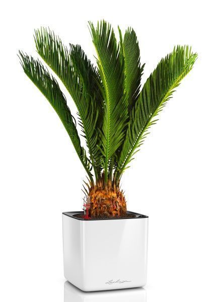 Цикас Революта 14/60 см в CUBE GLOSSY 16