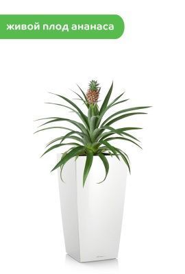 Ананас 15/50 см в CUBICO 22, белый блестящий Ананас 15/50 см в CUBICO 22, белый блестящий