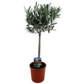 Олива европейская d14 см h60 см