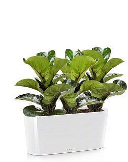 Фикус Лирата DELTA 20 /40 см, белый блестящий