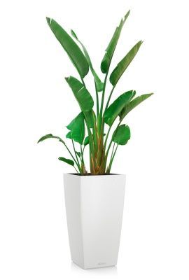 Стрелиция Николай в CUBICO COLOR 40, белый 