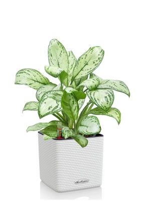 Аглаонема Кристина в CUBE COLOR 16, белый