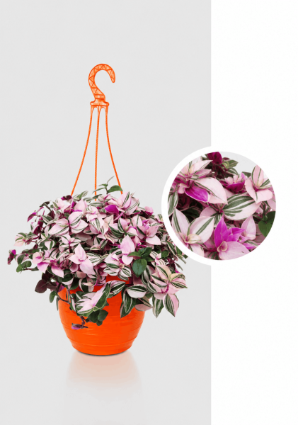Традесканция Зебрина 17/40 см