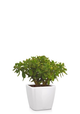 Крассула Овата Сансет 29/45 см в QUADRO LS 35, белый блестящий Крассула Овата Сансет 29/45 см в QUADRO LS 35, белый блестящий