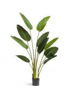 Стрелиция Style зелёная