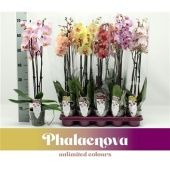 Фаленопсис 3 ствола Taiwan Mix 18+ (phalaenova) d12 см h65 см тип 2